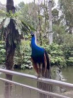 Vogelpark Kuala Lumpur &ndash; &copy; Mareike Schmidt (Eberhardt TRAVEL)