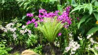 Botanischer Garten - Orchideen Garten (3) &ndash; &copy; Annika Lembke (Eberhardt TRAVEL)