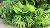 Botanischer Garten - Orchideen Garten (10) &ndash; &copy; Annika Lembke (Eberhardt TRAVEL)