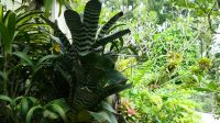 Botanischer Garten - Orchideen Garten (13) &ndash; &copy; Annika Lembke (Eberhardt TRAVEL)