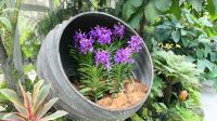 Botanischer Garten - Orchideen Garten (16)