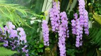 Botanischer Garten - Orchideen Garten (26) &ndash; &copy; Annika Lembke (Eberhardt TRAVEL)