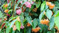Cloud Forest (5) &ndash; &copy; Annika Lembke (Eberhardt TRAVEL)