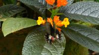 Schmetterlingsgarten Kuala Lumpur (1) &ndash; &copy; Annika Lembke (Eberhardt TRAVEL)