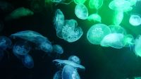 SEA Aquarium Sentosa Island (14) &ndash; &copy; Annika Lembke (Eberhardt TRAVEL)