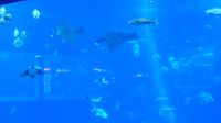 SEA Aquarium Sentosa Island (16)