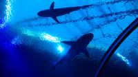 SEA Aquarium Sentosa Island (18) &ndash; &copy; Annika Lembke (Eberhardt TRAVEL)