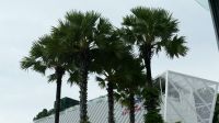 Sentosa Island (3) &ndash; &copy; Annika Lembke (Eberhardt TRAVEL)