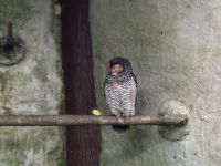 Vogelpark Kuala Lumpur (1) &ndash; &copy; Annika Lembke (Eberhardt TRAVEL)