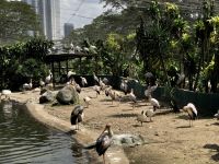 Vogelpark Kuala Lumpur (8) &ndash; &copy; Annika Lembke (Eberhardt TRAVEL)