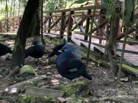 Vogelpark Kuala Lumpur (9) &ndash; &copy; Annika Lembke (Eberhardt TRAVEL)