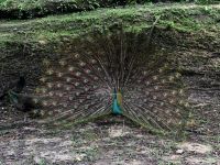 Vogelpark Kuala Lumpur (10) &ndash; &copy; Annika Lembke (Eberhardt TRAVEL)