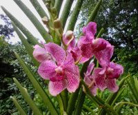 Orchideengarten 