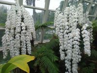 Orchideengarten  &ndash; &copy; Monika Cortese (Eberhardt TRAVEL)
