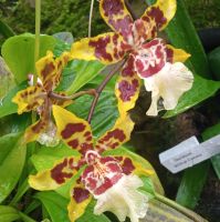 Tigerorchideen &ndash; &copy; Monika Cortese (Eberhardt TRAVEL)
