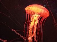 S.E.A. Aquarium  &ndash; &copy; Monika Cortese (Eberhardt TRAVEL)