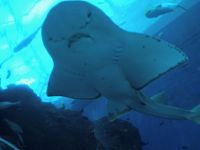 S.E A. Aquarium &ndash; &copy; Monika Cortese (Eberhardt TRAVEL)