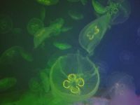 S.E.A. Aquarium  &ndash; &copy; Monika Cortese (Eberhardt TRAVEL)