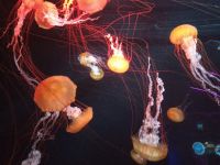 S E.A. Aquarium  &ndash; &copy; Monika Cortese (Eberhardt TRAVEL)