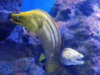 S.E.A. Aquarium  &ndash; &copy; Monika Cortese (Eberhardt TRAVEL)