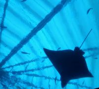 S E.A. Aquarium  &ndash; &copy; Monika Cortese (Eberhardt TRAVEL)