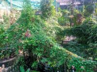 Schmetterlingsgarten &ndash; &copy; Monika Cortese (Eberhardt TRAVEL)