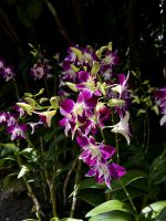Orchideen Garten  &ndash; &copy; Shari Hecker (Eberhardt TRAVEL)
