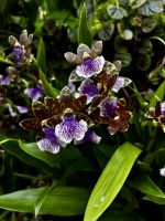 Orchideen Garten &ndash; &copy; Shari Hecker (Eberhardt TRAVEL)