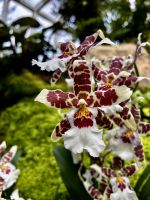 Orchideen Garten &ndash; &copy; Shari Hecker (Eberhardt TRAVEL)