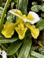 Orchideen Garten &ndash; &copy; Shari Hecker (Eberhardt TRAVEL)
