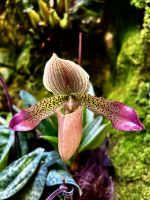 Orchideen Garten &ndash; &copy; Shari Hecker (Eberhardt TRAVEL)