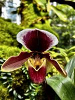 Orchideen Garten &ndash; &copy; Shari Hecker (Eberhardt TRAVEL)