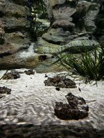 S.E.A. Oceanarium &ndash; &copy; Shari Hecker (Eberhardt TRAVEL)