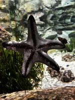 S.E.A. Oceanarium &ndash; &copy; Shari Hecker (Eberhardt TRAVEL)