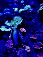 S.E.A. Oceanarium &ndash; &copy; Shari Hecker (Eberhardt TRAVEL)