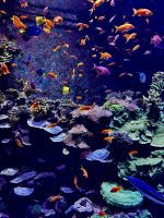 S.E.A. Oceanarium &ndash; &copy; Shari Hecker (Eberhardt TRAVEL)