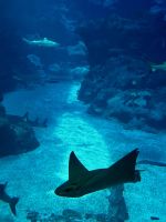 S.E.A. Oceanarium &ndash; &copy; Shari Hecker (Eberhardt TRAVEL)
