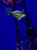 S.E.A. Oceanarium &ndash; &copy; Shari Hecker (Eberhardt TRAVEL)