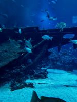 S.E.A. Oceanarium &ndash; &copy; Shari Hecker (Eberhardt TRAVEL)