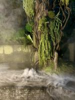Cloud Forest &ndash; &copy; Shari Hecker (Eberhardt TRAVEL)
