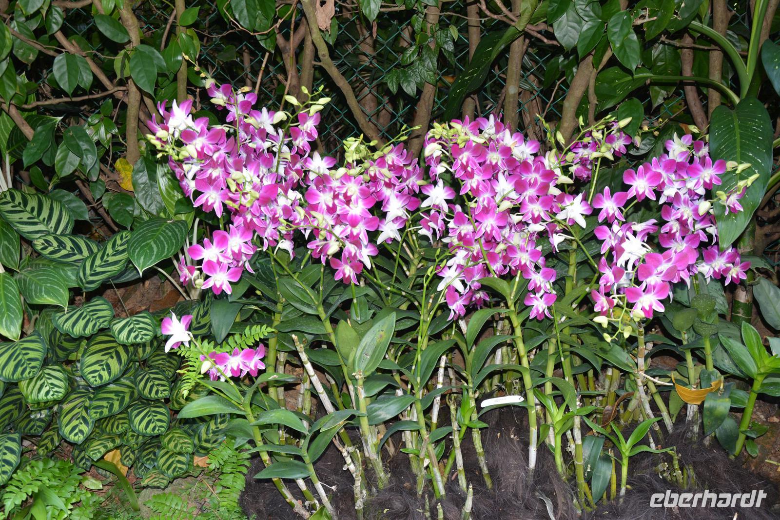 8 Orchideengarten Singapur &ndash; &copy; Maria Schneider (Eberhardt TRAVEL)