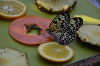 91 Schmetteringspark Sentosa &ndash; &copy; Maria Schneider (Eberhardt TRAVEL)