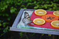 93 Schmetteringspark Sentosa &ndash; &copy; Maria Schneider (Eberhardt TRAVEL)