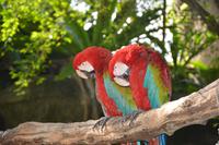98 Schmetteringspark Sentosa &ndash; &copy; Maria Schneider (Eberhardt TRAVEL)