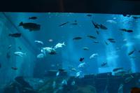 114 Aquarium Sentosa &ndash; &copy; Maria Schneider (Eberhardt TRAVEL)
