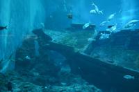 115 Aquarium Sentosa &ndash; &copy; Maria Schneider (Eberhardt TRAVEL)