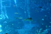 120 Aquarium Sentosa &ndash; &copy; Maria Schneider (Eberhardt TRAVEL)