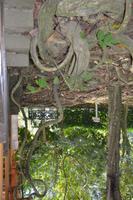 284 Botanischer Garten Putrajaya &ndash; &copy; Maria Schneider (Eberhardt TRAVEL)