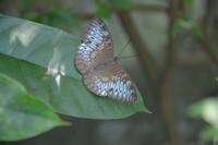 430 Schmetterlingspark Kuala Lumpur &ndash; &copy; Maria Schneider (Eberhardt TRAVEL)