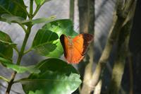 434 Schmetterlingspark Kuala Lumpur &ndash; &copy; Maria Schneider (Eberhardt TRAVEL)